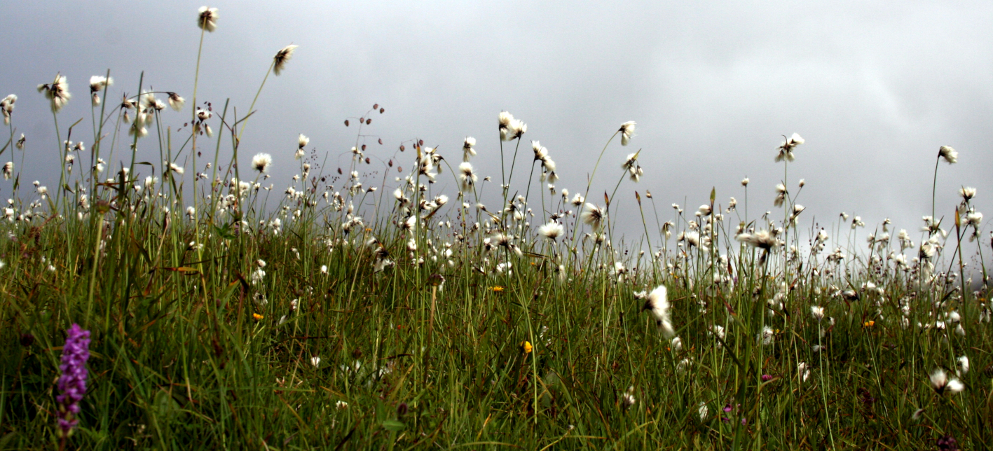 Alkaline fen in the Cantabrian Mountains