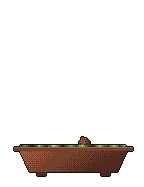 A procedurally generated pixel-art bonsai growing from a seed