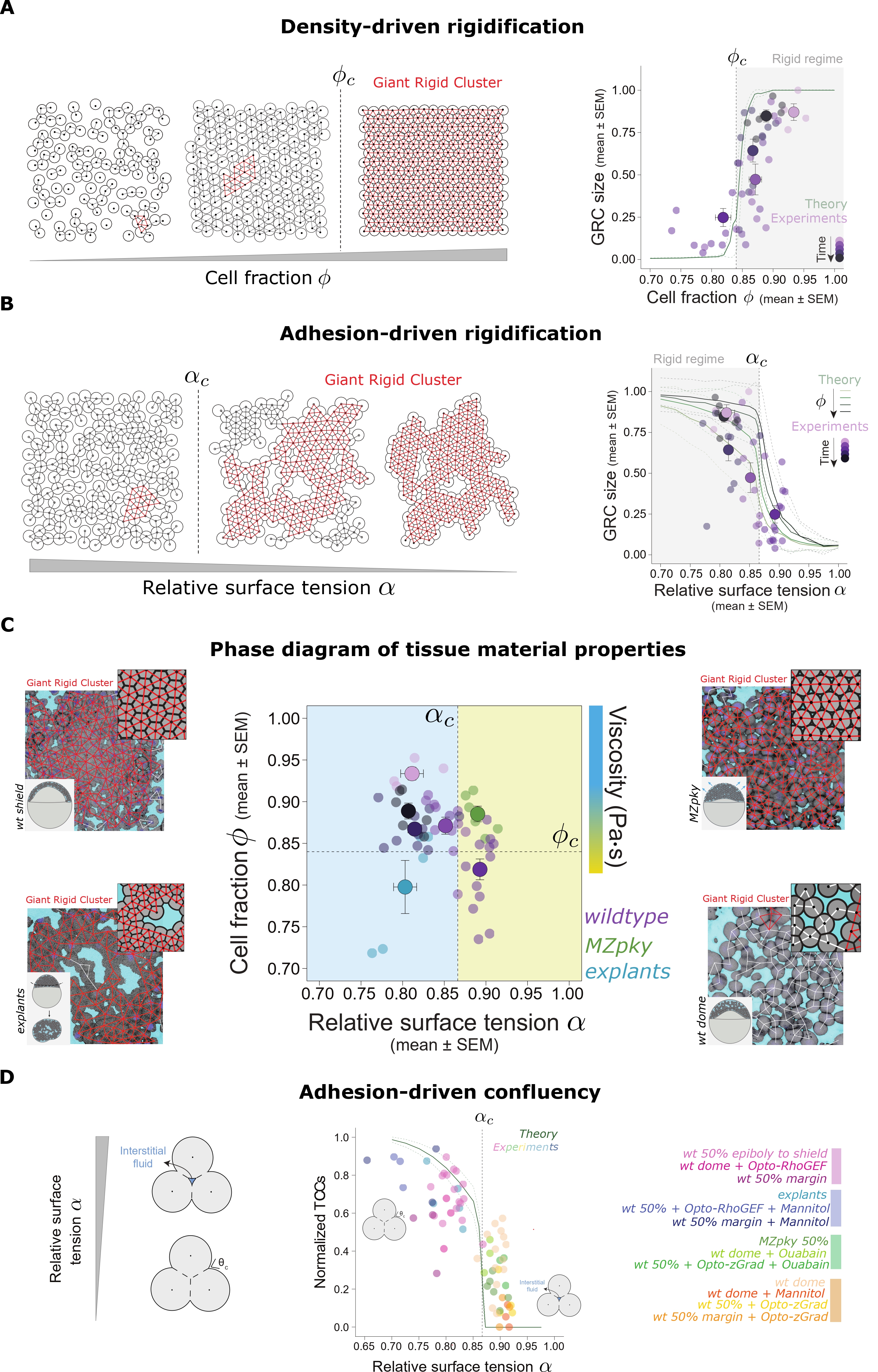 (A) Simulations of jammed hard disks, with contact network overlaid in grey (GRC in red), for increasing values of $\phi$ (left), and the corresponding GRC size as a function of $\phi$, with overlaid experimental data from zebrafish embryos (right). (B) Simulations of cell arrays, with the contact network overlaid in grey (GRC in red), for decreasing $\alpha$ (left), and the corresponding GRC size as a function of $\alpha$ for different values of $\phi < \phi_c$, with overlaid experimental data from zebrafish embryos (right). (C) Phase diagram of the tissue states as a function of $\phi$ and $\alpha$, with experimental data from *wildtype* and manipulated embryos. Cyan-shaded and yellow-shaded areas indicate high and low viscosity experimentally measured, respectively. Experimental and simulated tissues are shown for the different regimes. (D) Fraction of tricellular contacts formed as a function of $\alpha$, with experimental data overlaid.
