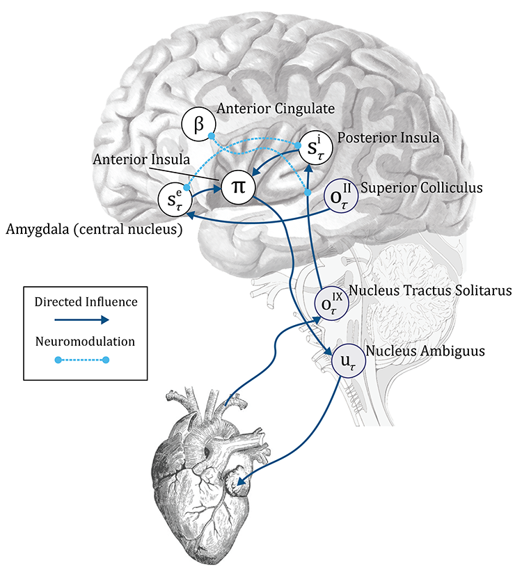 Figure 6: the neuroanatomy of cardiac active inference