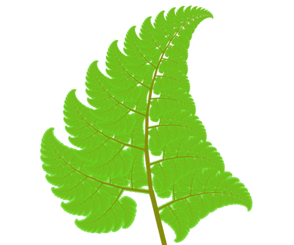 Fern