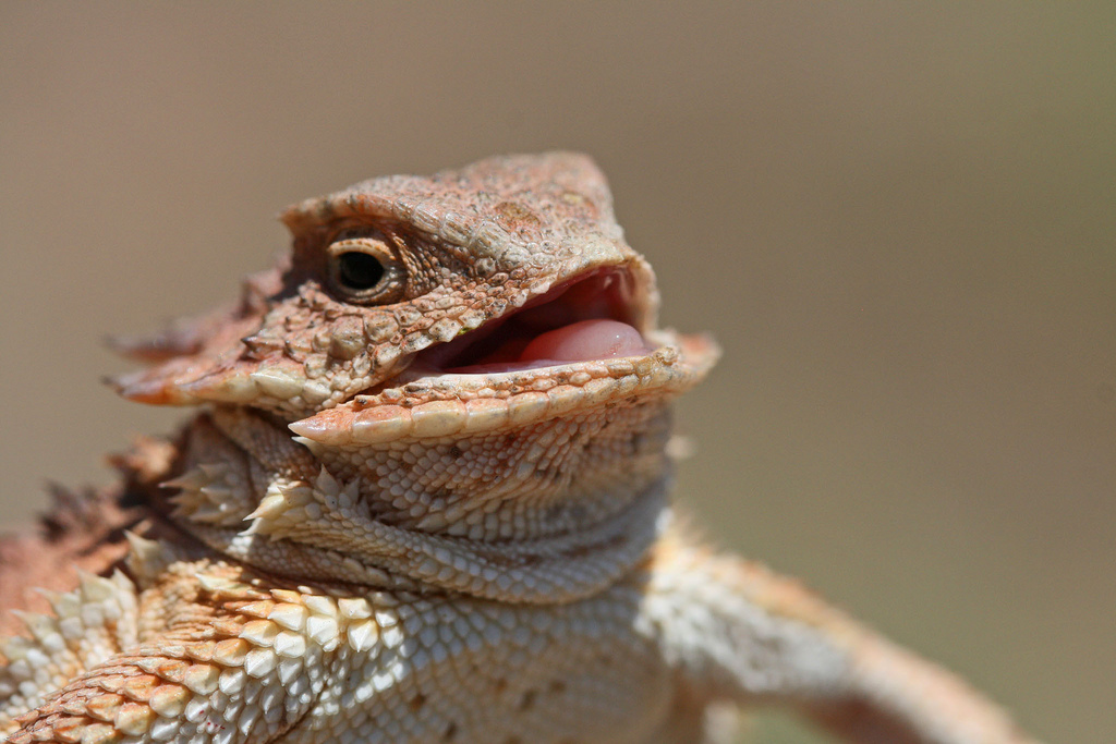 Heh heh heh lizard