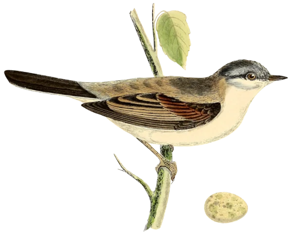 Curruca communis perched on a branch