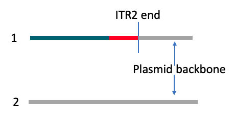 Backbone integration