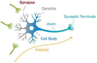 neuron