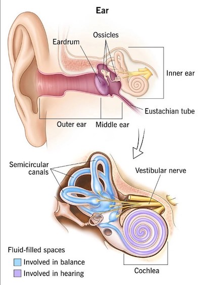 ear anatomy