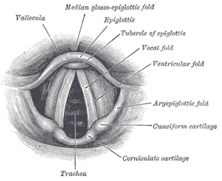vocal organs