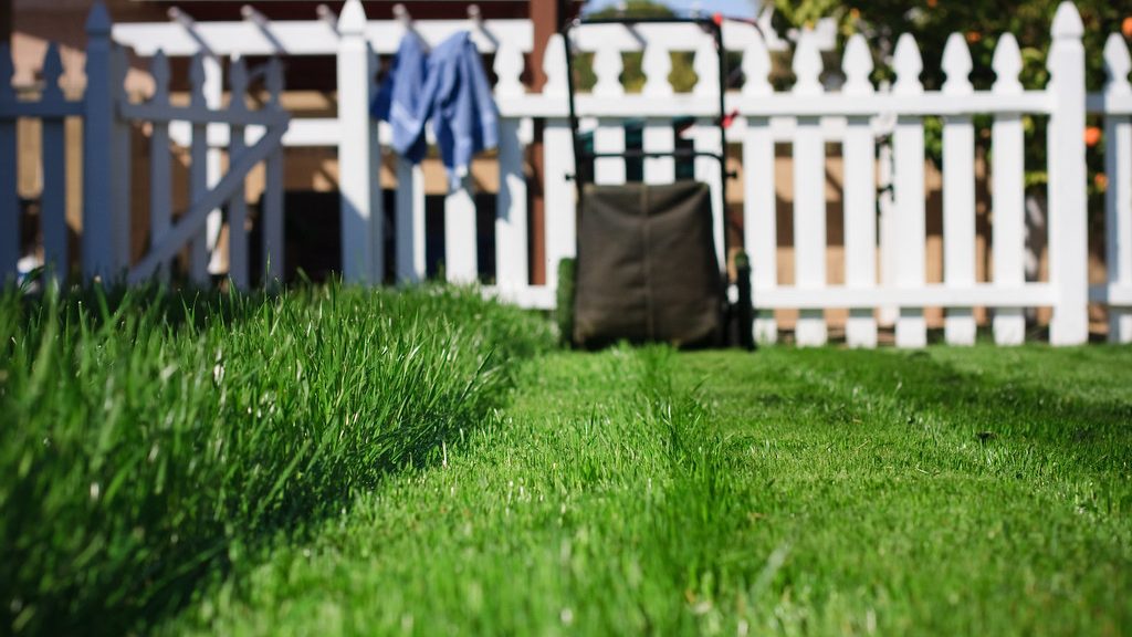 Backyard lawn half mowed, with a white picket fence behind it