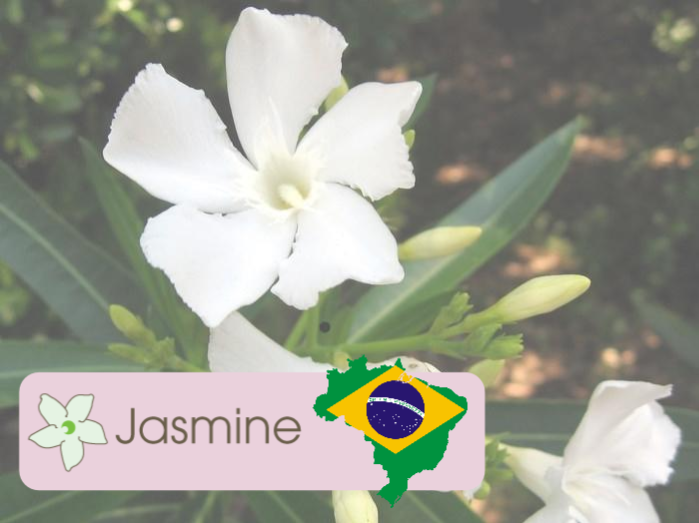 Jasmine BR