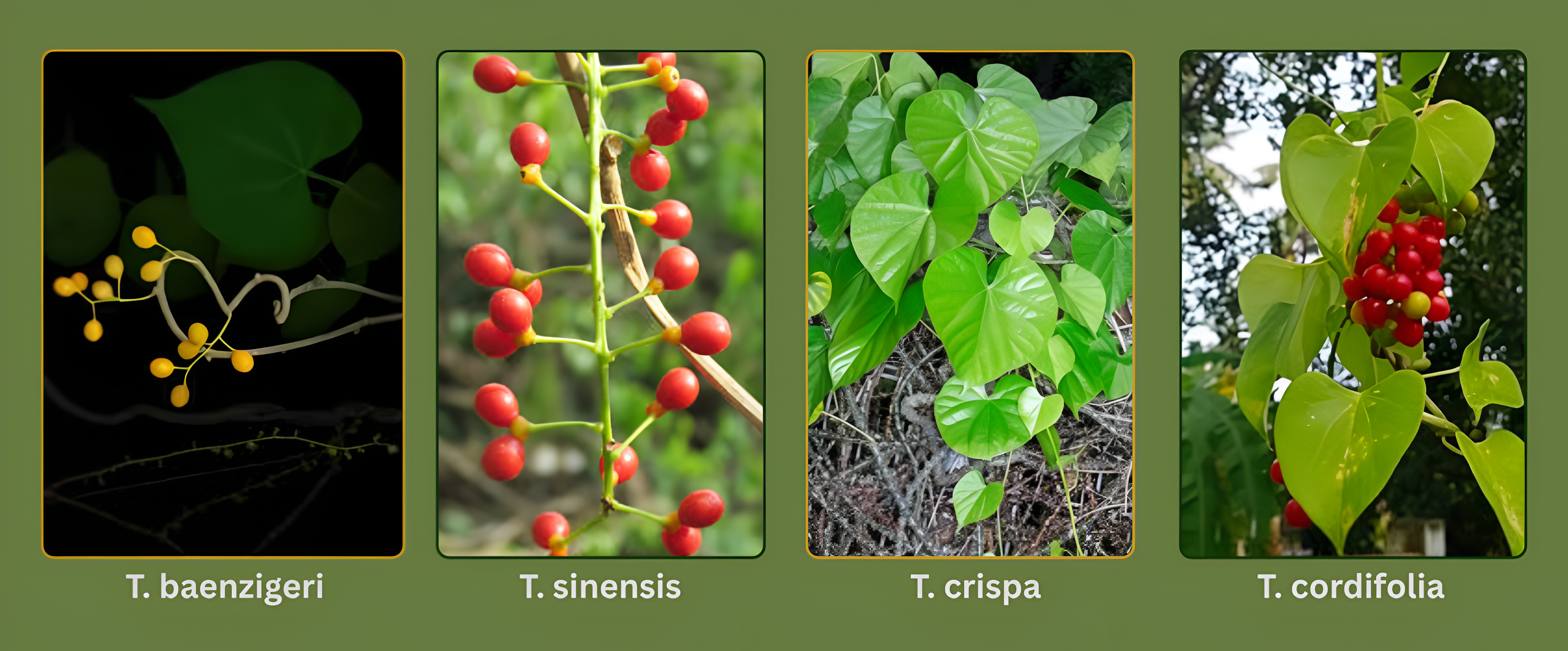 Tinospora spp. Phylogenetic Analysis