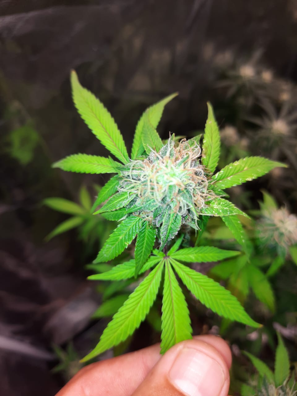 Genéticas y Revista THC