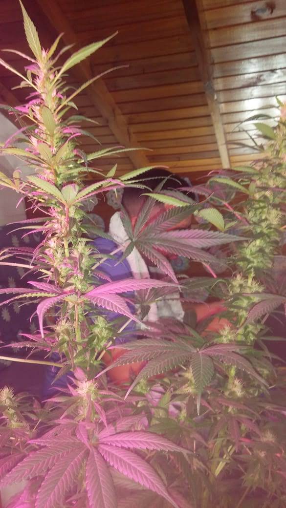 Carpa de cultivo LED
