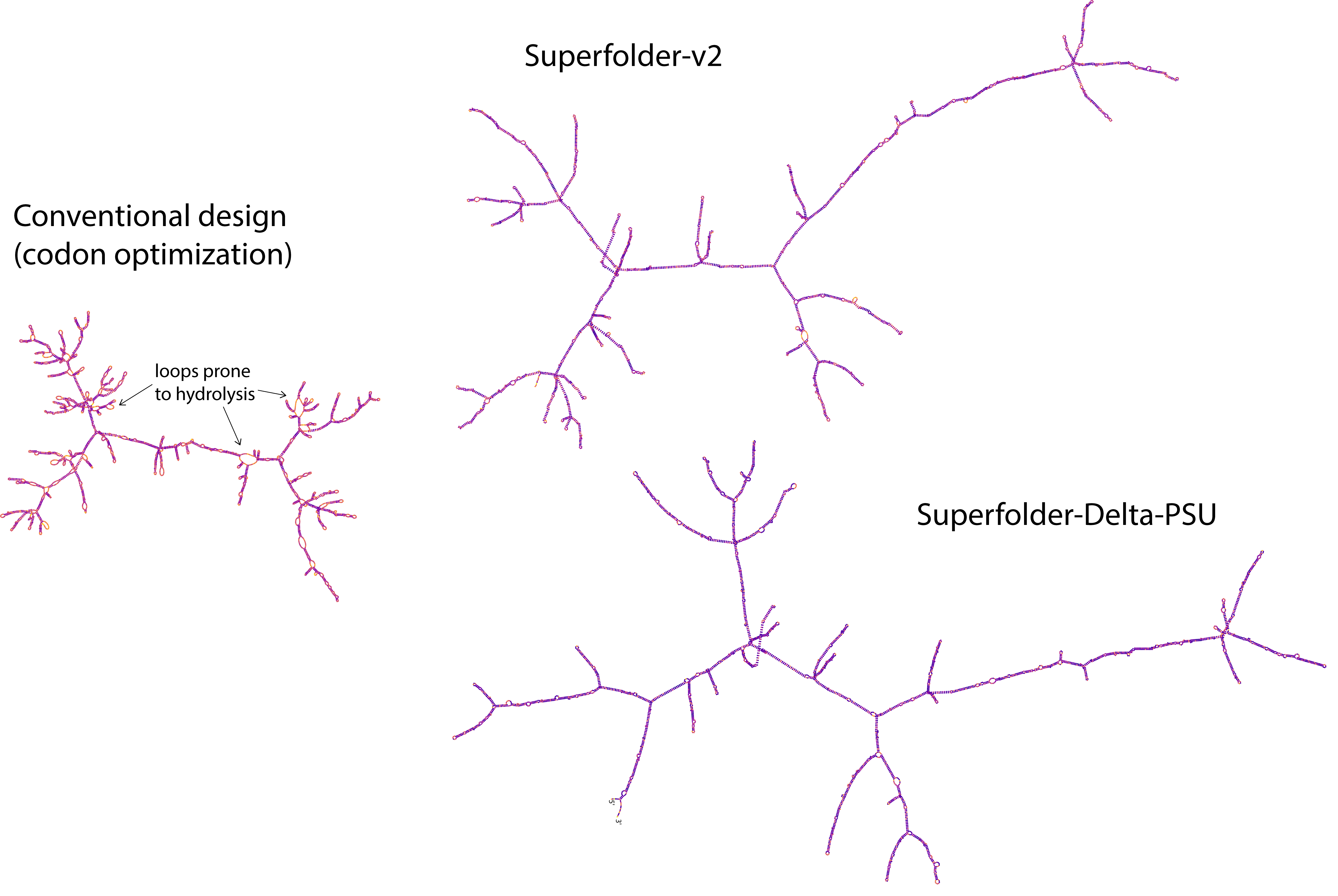 Secondary structure of standard mRNA and superfolder