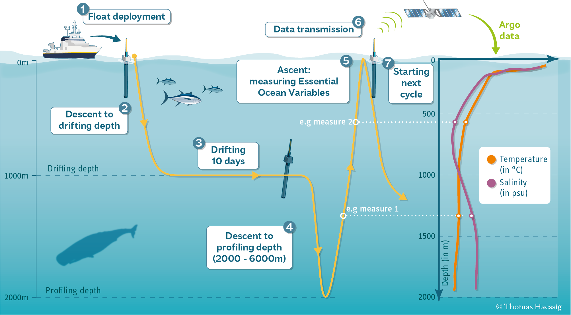 Argo cycle