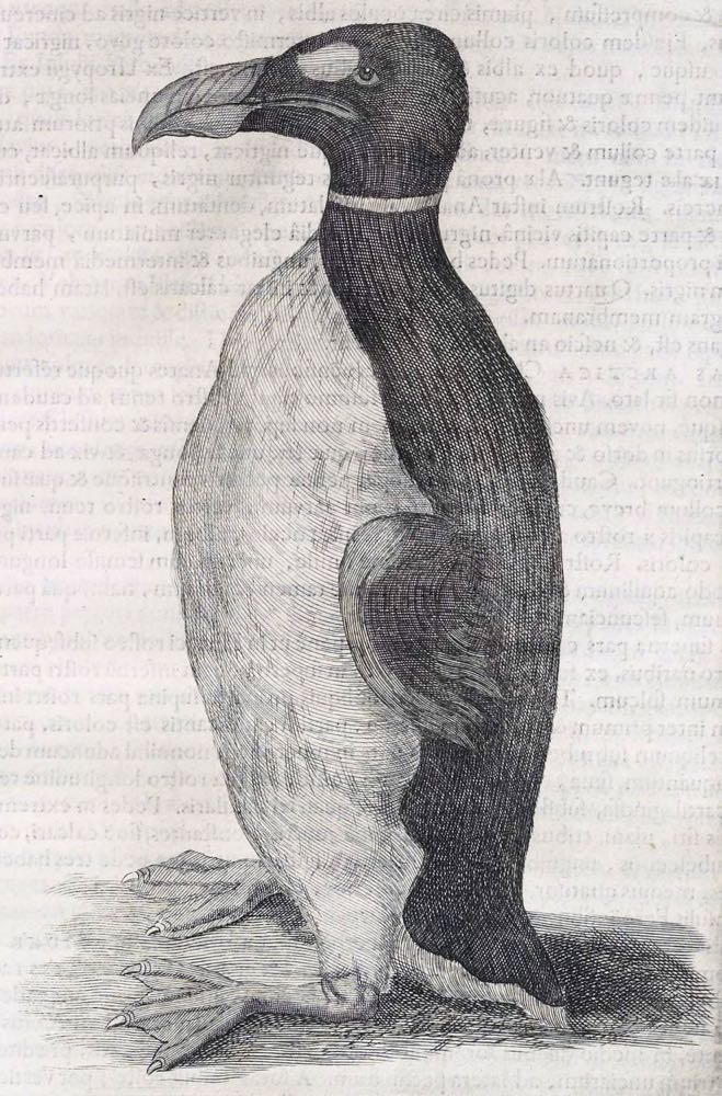 Only known illustration of a Great Auk drawn from life by Olaus Wormius, 1655.