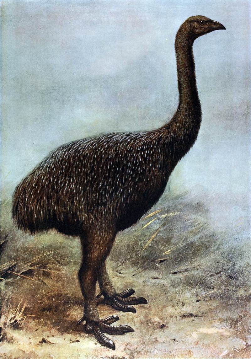Drawing of Moa by George Edward Lodge, 1907