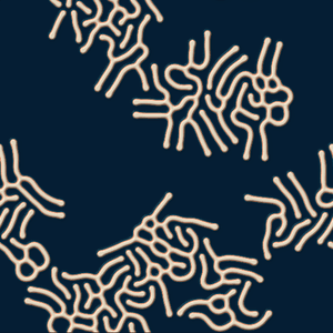 Worms