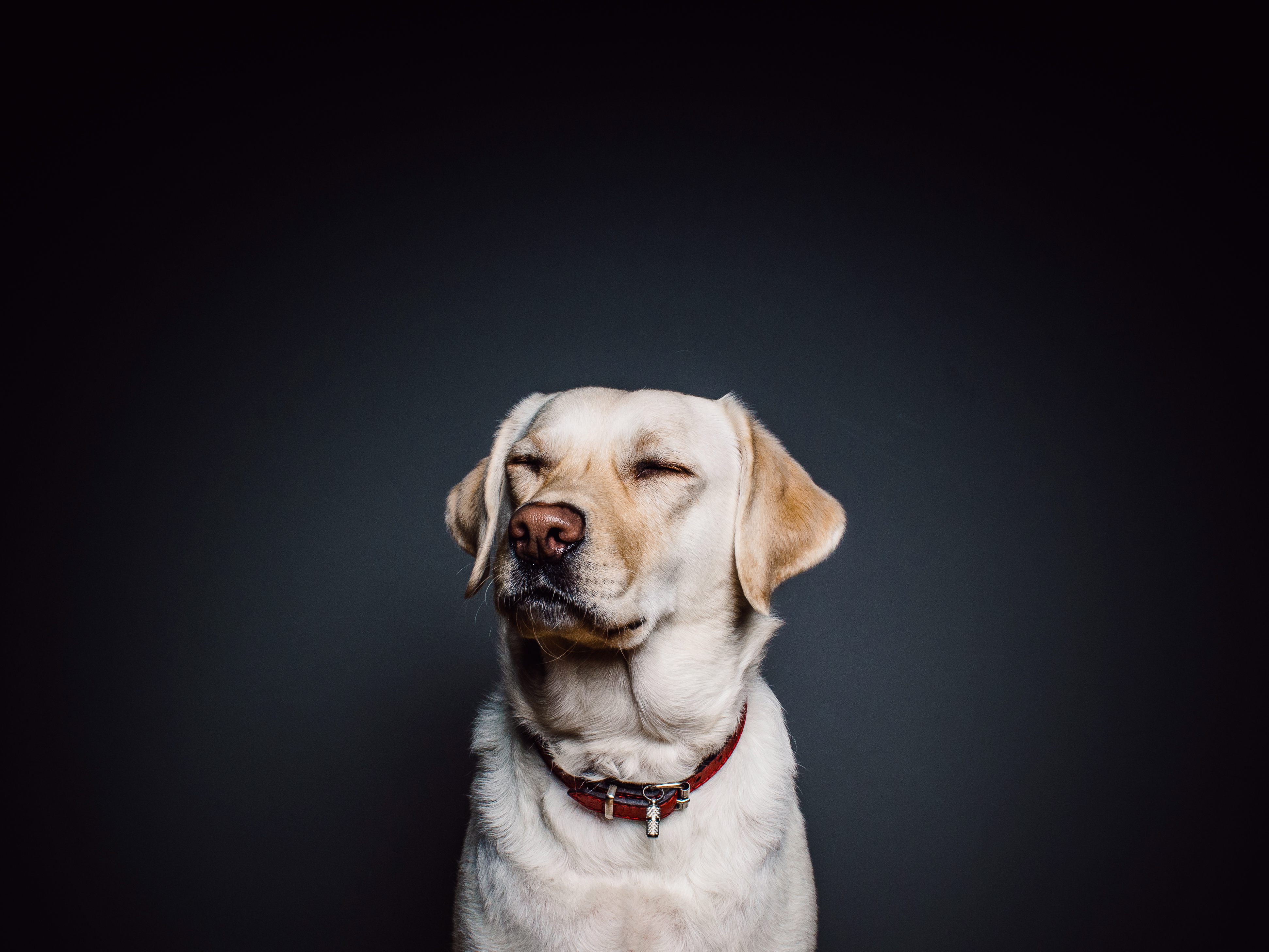 Dog - original