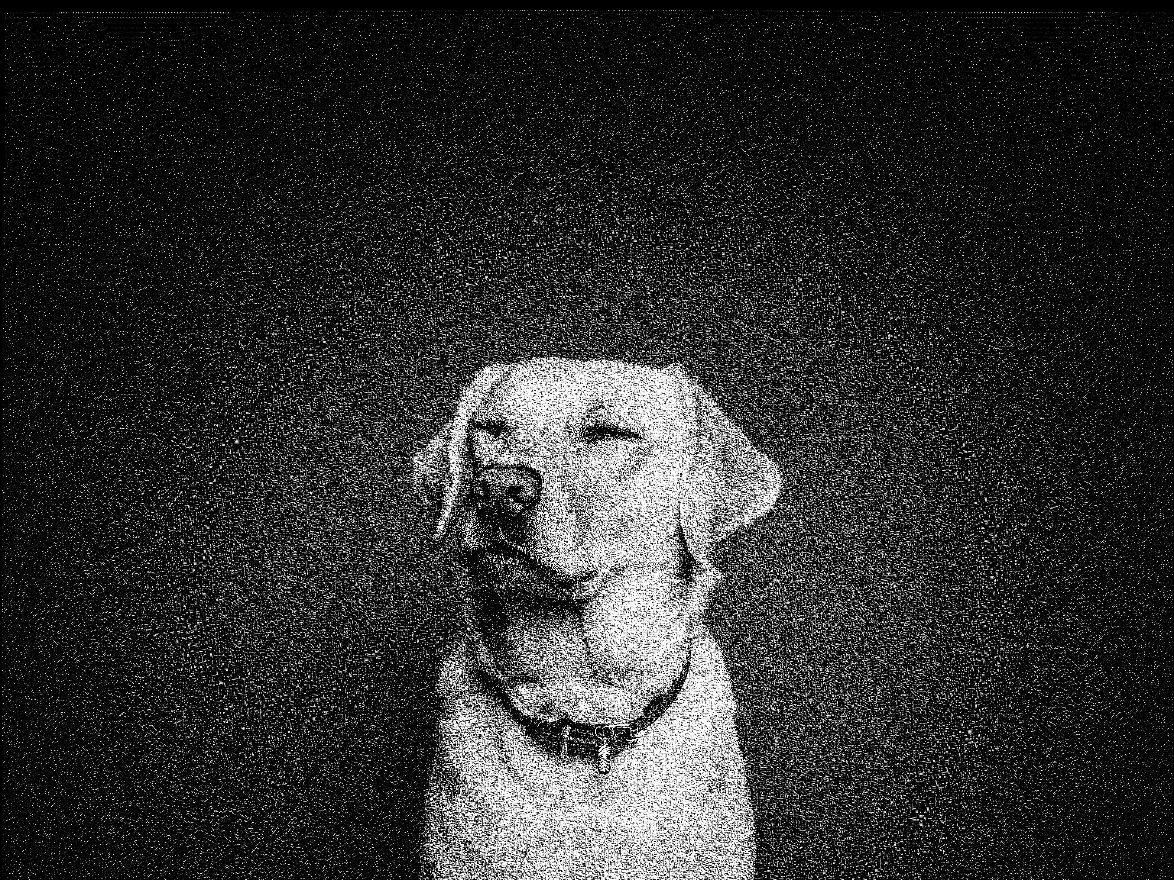 Dog - dithered