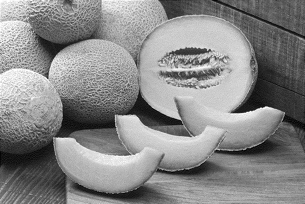 Melon - dithered