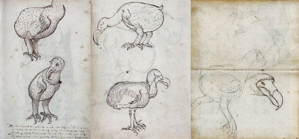 Compilation of the Gelderland sketches from 1601 of live and recently killed dodos.