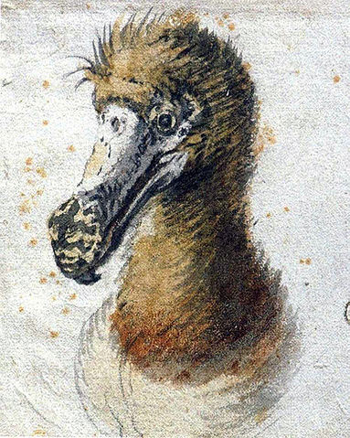 Painting of a dodo head by Cornelis Saftleven