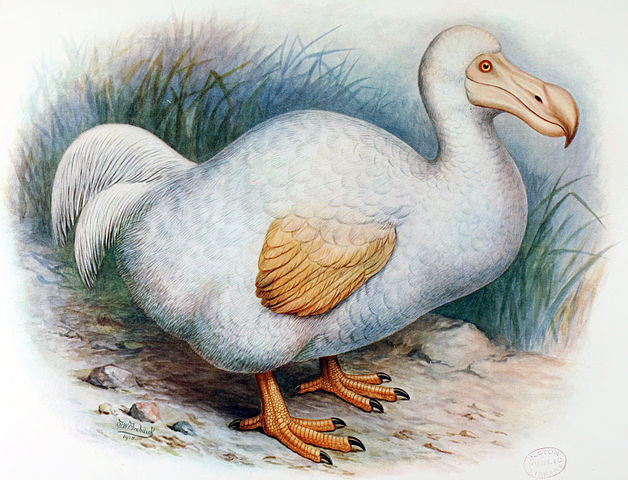 Drawing of White Dodo byFrederick William Frohawk