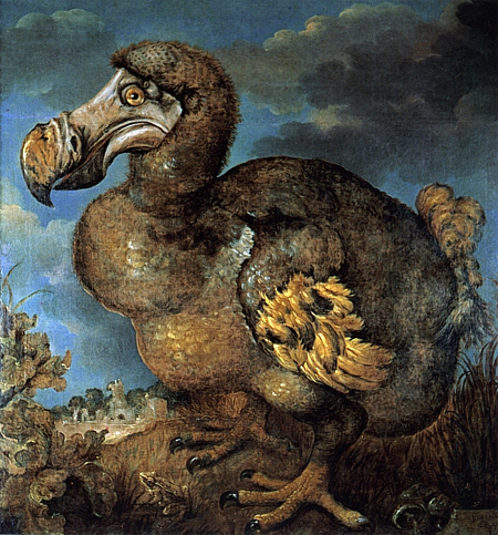 Painting of a dodo by Jan Saverij, 1651