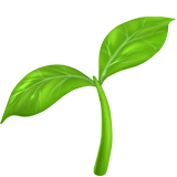 apple version: Seedling