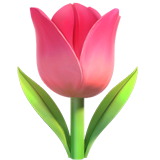 apple version: Tulip