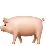 apple version: Pig