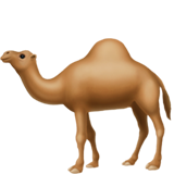 apple version: Dromedary Camel