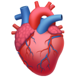 apple version: Anatomical Heart