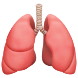 apple version: Lungs