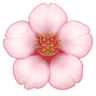 facebook version: Cherry Blossom