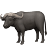 facebook version: Water Buffalo