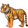 facebook version: Tiger