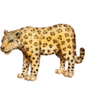 facebook version: Leopard