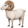 facebook version: Sheep