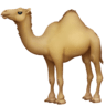 facebook version: Dromedary Camel
