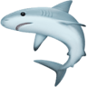 facebook version: Shark