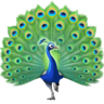 facebook version: Peacock