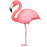 facebook version: Flamingo