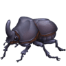 facebook version: Beetle