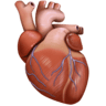 facebook version: Anatomical Heart