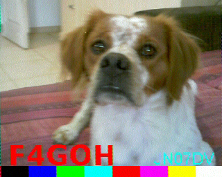 Image SSTV d'un chien prise par la caméra OV5640, avec indicatif F4GOH et locator JN07DV