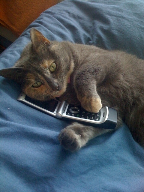 cat_on_the_phone