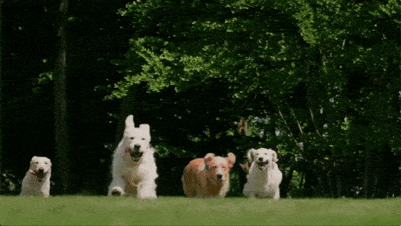 dog.gif