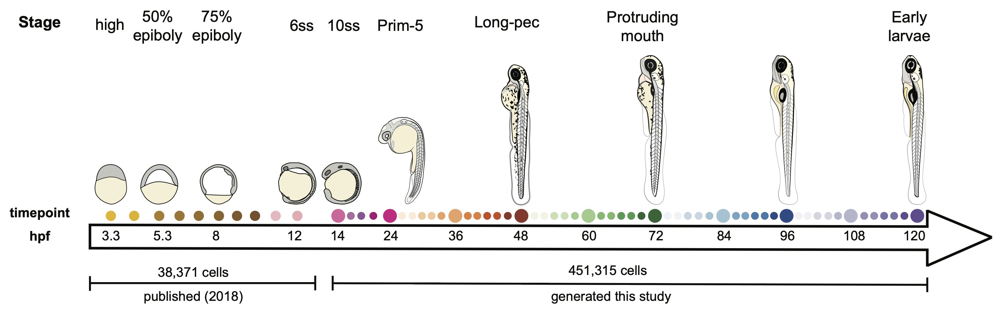 Single-cell transcriptomes were collected from whole zebrafish embryos at 50 different developmental stages (colored dots) between 14–120 hpf and then merged with our previous dataset encompassing 3.3–12 hpf (Farrell et al., 2018). Size of dots represents the number of cells recovered from each stage