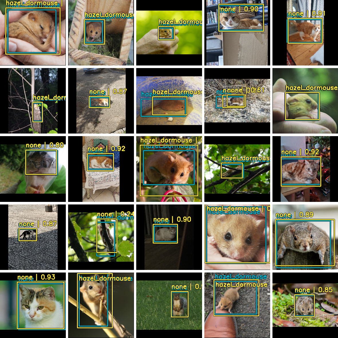 Test Set Predictions